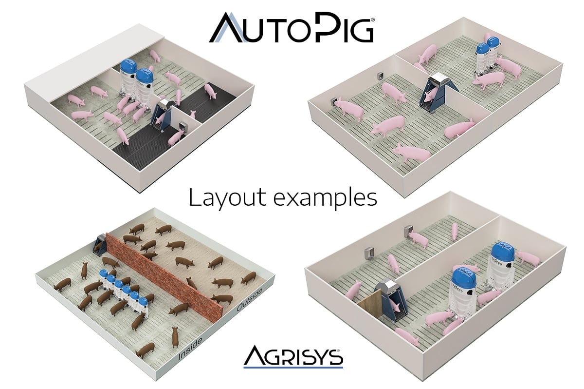 autopig6